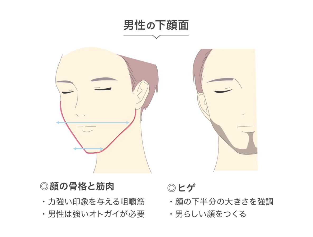 男性の下顔面 ◎顔の骨格と筋肉 ・力強い印象を与える咀嚼筋 ・男性は強いオトガイが必要 ◎ヒゲ ・顔の下半分の大きさを強調 ・男らしい顔をつくる