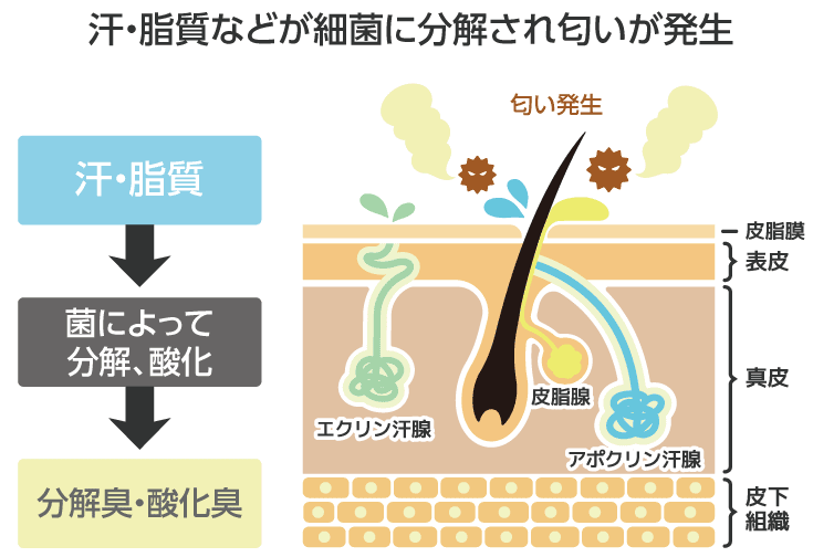 脂質などが細菌に分解され匂いが発生