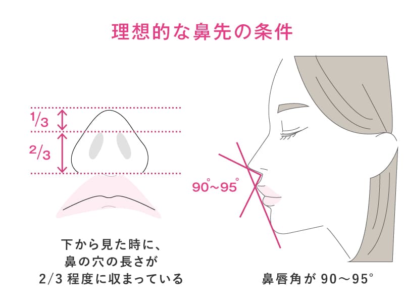 理想的な鼻先の解説画像