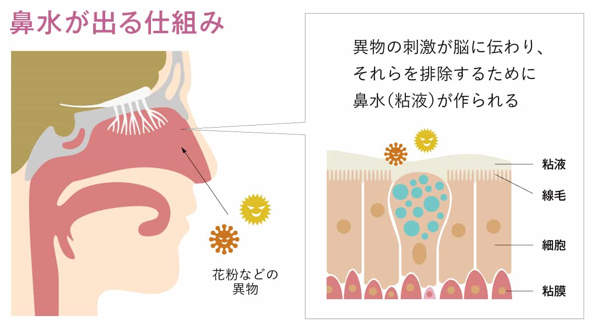 鼻水が出る仕組み