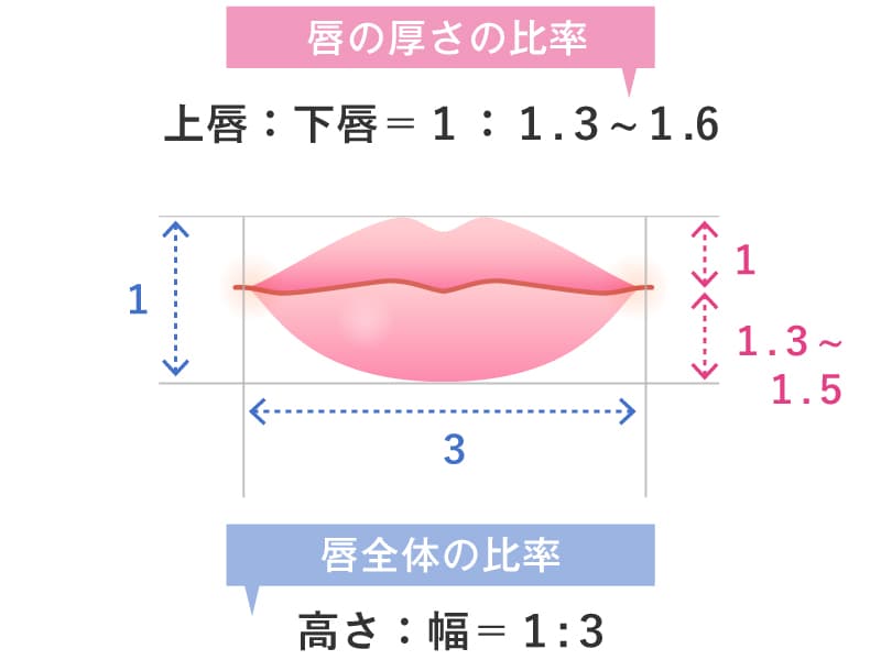 唇の厚さと唇全体の比率を解説したイラスト
