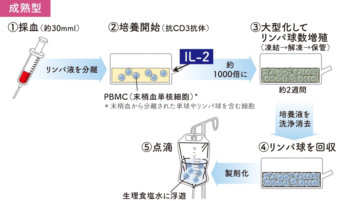 成熟型自己リンパ球療法の培養から点滴までの流れ